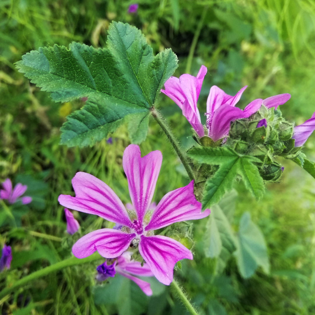 Fiori e foglie di Malva utilizzati nei lassativi naturali per favorire la regolarità intestinale e lenire le mucose digestive in modo delicato