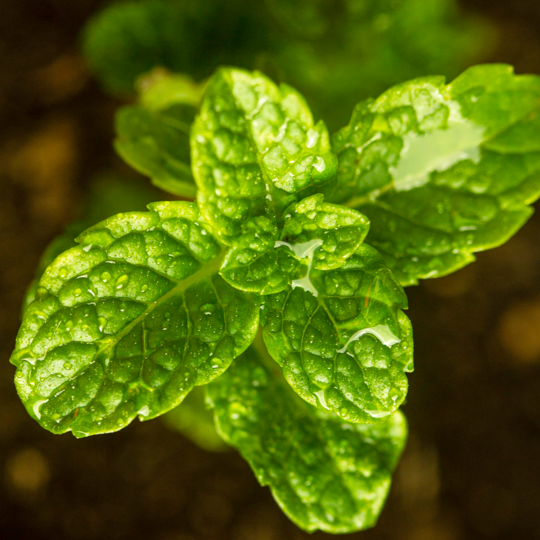 Foglie di menta utilizzate negli integratori lassativi naturali per favorire la digestione e la regolarità intestinale con un’azione rinfrescante