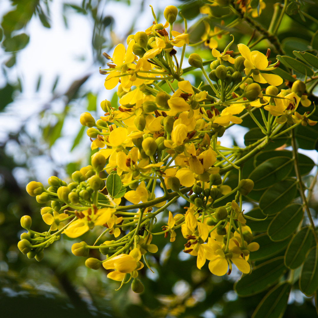 Foglie di Senna, ingrediente naturale utilizzato nei lassativi vegetali per favorire il transito intestinale e la regolarità digestiva