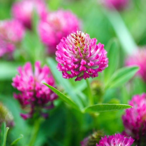 Estratto di Trifoglio Rosso utile per alleviare i sintomi della menopausa come vampate di calore e sbalzi d’umore